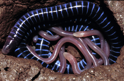 mucholderthen:  IS IT A WORM?  IS IT A SNAKE?  NO – IT’S A CAECILIAN!Caecilians: The Other Amphibians The caecilians (pronounced ‘say-see-lee-un’) are an order (Gymnophiona) of amphibians that superficially resemble earthworms or snakes. They
