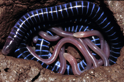 emerald-of-the-eight:Boulengerula taitanus, an amphibious caecilian endemic to Kenya. This is just o