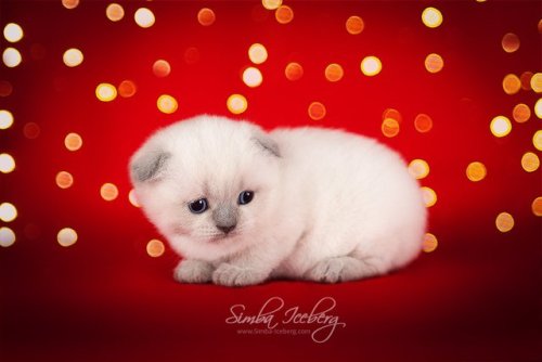 Let us introduce this little almost Christmas miracle! Scottish Fold kitten of blue point color. We 