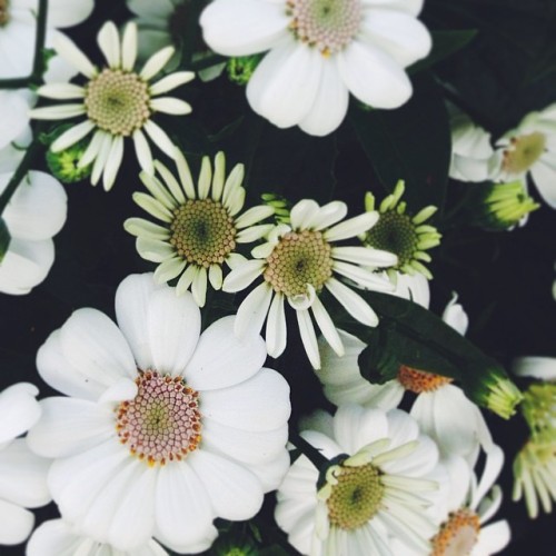 floralls:    by sopheeathelittledeer   
