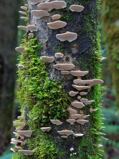 ladyrue:Shrooms 🍄