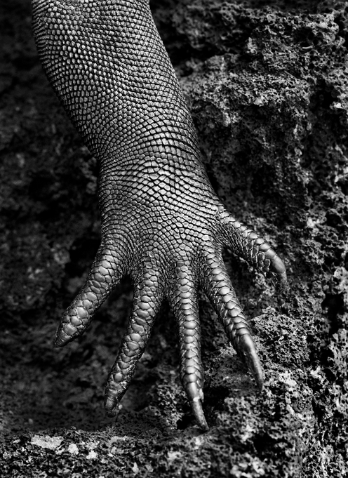 kateoplis:From The Salt of the Earth, a film by Wim Wenders & Juliano Ribeiro Salgado, celebrating the stunning photography of Sebastião Salgado.