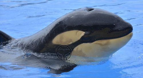 Gender: FemalePod: N/A (Mother was Kohana)Place of Capture: Captive bornDate of Capture: Born August