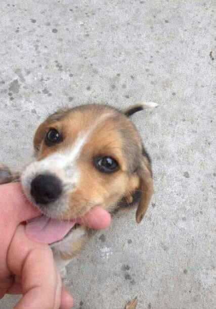 awwcutepets:I has your finger