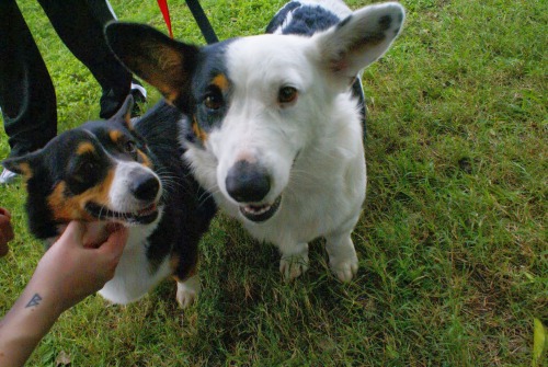 fenrisandrockythevallhunds:  Cardigan appreciation post, from Corgi Celebration 2013! 