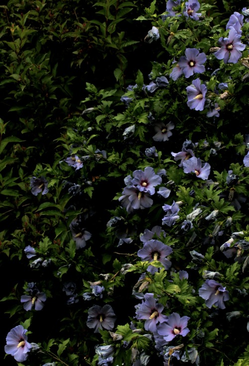 greenreblooming:plants for florescence_late summer flowers: Hibiscus syriacus (unknown cultivar) *ph