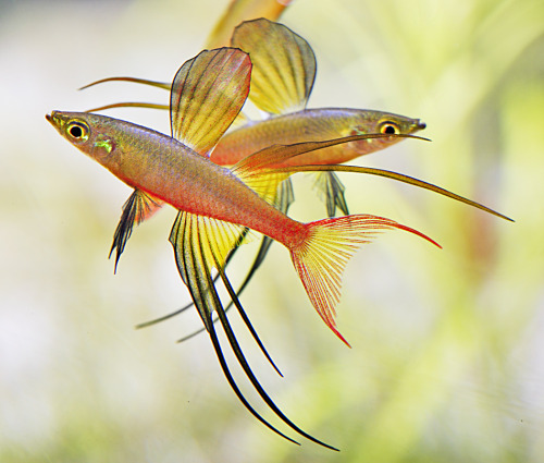aquascape2015:   Iriatherina werneri - Threadfin rainbow Max. Size of fish - inches: 2.0 inches (5.0