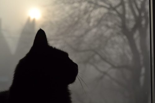 kitten-pictures:  And they say black cats don’t look as good in photos Source: http://ift.tt/1SP46IS 