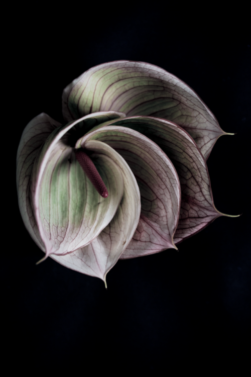 Anthuriums©Botanic Art