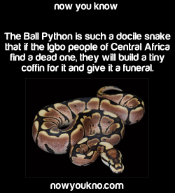 trollarcoaster:  snakesenpai:  nowyoukno:    Source for more facts follow NowYouKno     This is actually true!    “In some places, such as Nri, the royal python, éké, is considered a sacred and tame agent of Ala and a harbinger of good fortune when