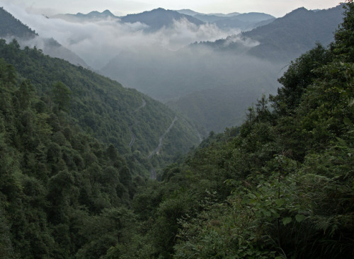 Hunan Mountain Forest by cowyeow