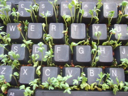 Red-Lipstick:  Wetwebwork - Keyboard And Cress, 2006     Photography