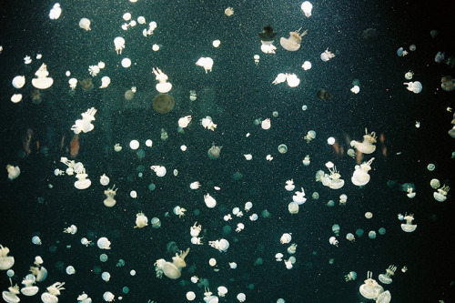 lesyeuxchats:&copy; Jane Woolf Jellyfishs, Vancouver, Aquarium