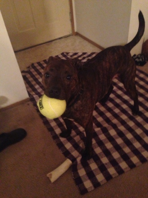 hipvelociraptor:For christmas i got my puppy a big tennis ball