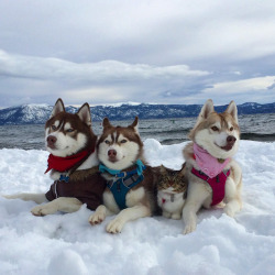 boredpanda:    3 Huskies Become Best Friends With A Cat After Saving It From Dying   