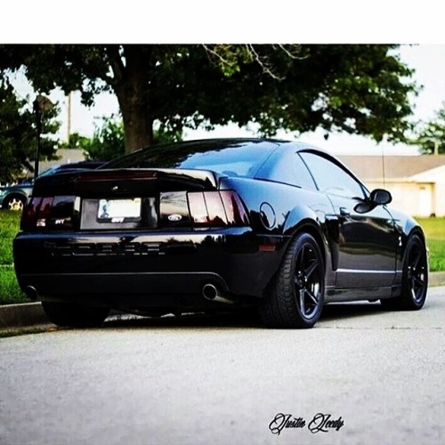 detroitisonfire:  All I want for Christmas is a terminator #cobra #svt #mustang #ford