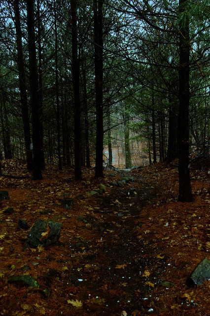 90377:  tree by brittany_blasetti on Flickr. 