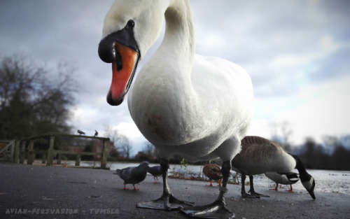 Mute Swan (Cygnus olor) - Leazes Park, Newcastle Upon Tyne