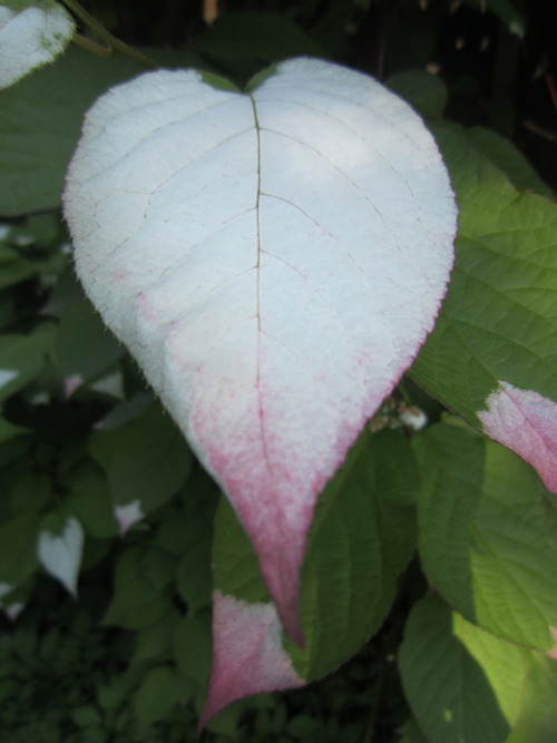 pink leaves