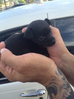 cute-overload:  My cousin’s new chihuahua