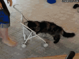 lovefunnygifs:  This. This is a good spot… http://ift.tt/1JbNUKL 