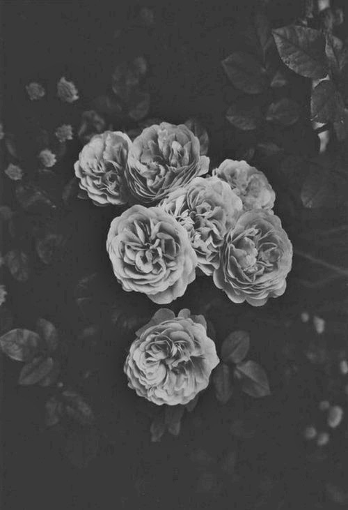 hangingsrew:source:(x)  black and white nature blog , my edit