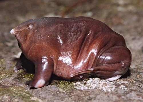 edge-of-existence-edge: The purple frog is also known as the Indian purple frog or the pignose 