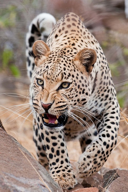 wonderous-world:  South African Leopard by  Flash-Joerg