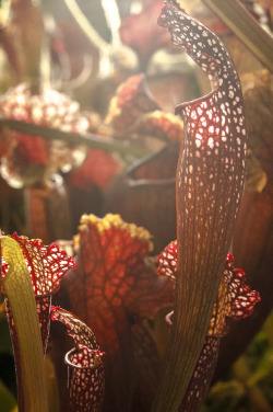 fsfotography:    Sarracenias IV: Sciences Laboratory Building greenhouse. UC Davis, 11-24-15.    