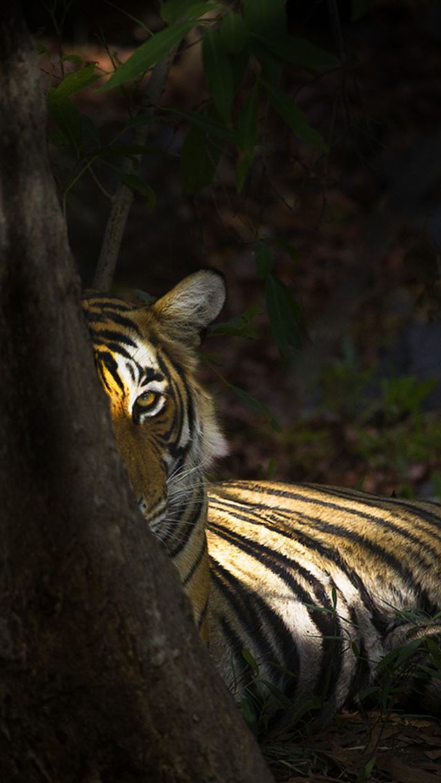 iPhone 5 Wallpapers (Eye of the Tiger Wallpaper for iPhone 5)