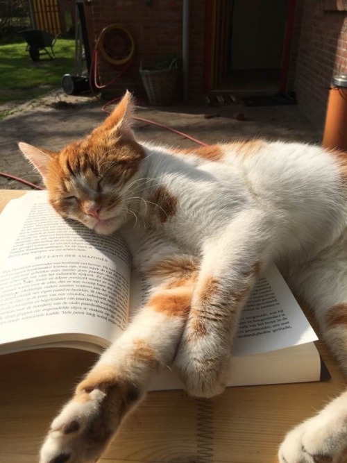 animals-addiction:My two favorite things in the world cats and books 