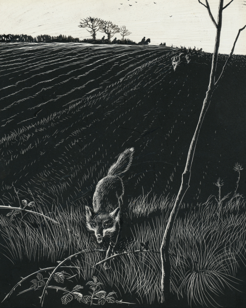 geritsel:Dernys Watchkins Pickford - Book Illustrations for VIX, The Story of a Fox Cub, 1960