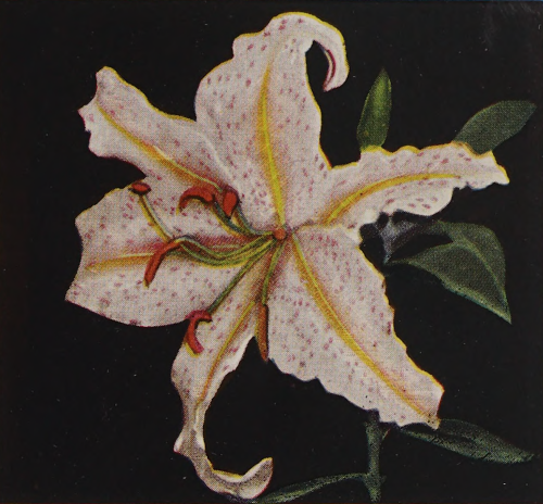 nemfrog: Golden-rayed lily. Lilies and hemerocallis : Autumn 1937.Internet Archive