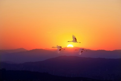 Le Bonheur D'être Libre Et De Voler Au Lever De Soleil