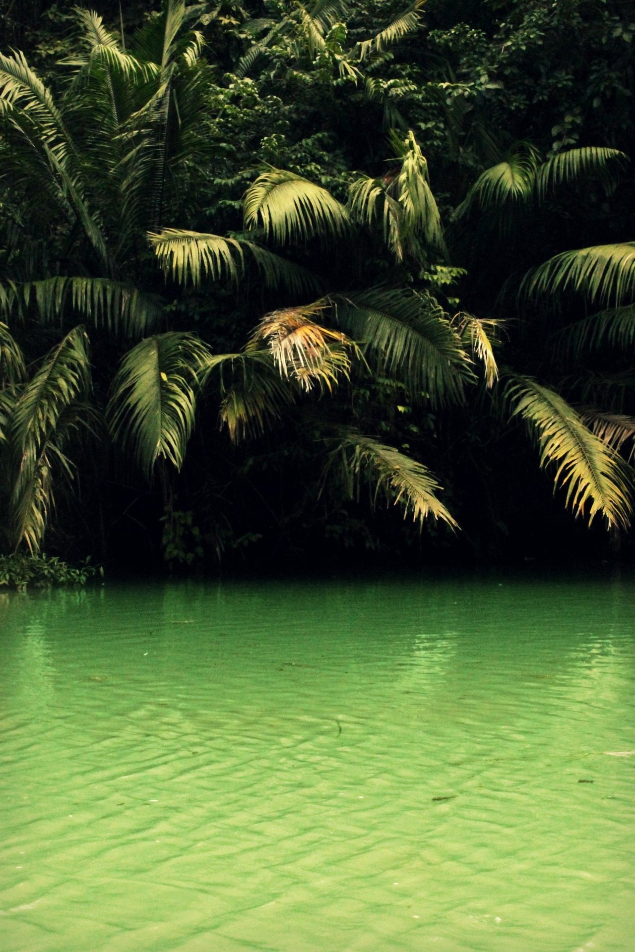 mvsical:  a river in panama idk, we were in the jungle 
