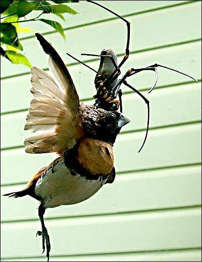A spider eating a bird… Urk.