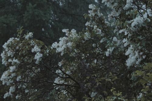 Lilacs After Rain
