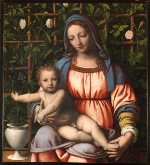 koredzas:Bernardino Luini (1485 - 1532) - Madonna of the Roses