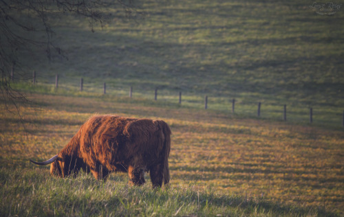 There is something so relaxing about a sunset over a pasture full of grazing highland cattle, I HAD 