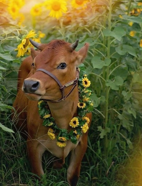 hippie-district-emr:Happy Cow