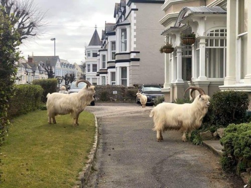 cottageinthelandserene: Because everyone is in lockdown, the wild mountain goats have taken over a t