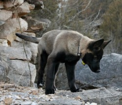 thirteenfunbreaker:   feliscanis:  another malinois x husky puppy. i cannot even deal with these dark points right now bye girl  Poochyena 