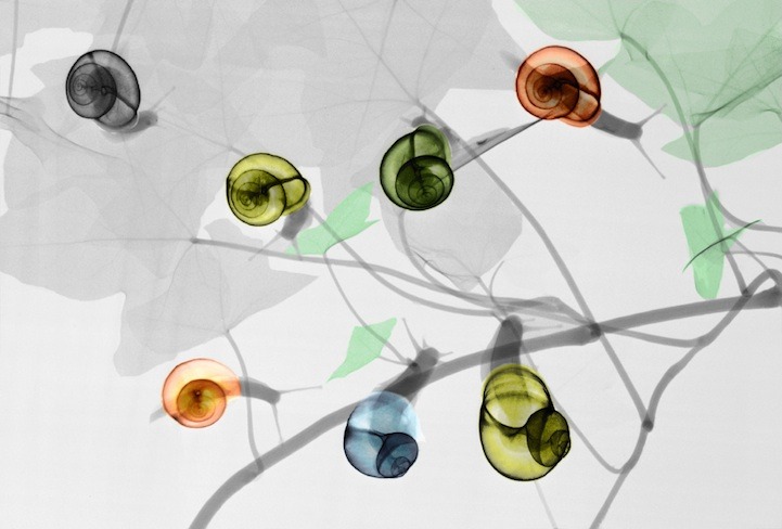 ferroso01:  Radiation Physicist Colorizes X-Ray images by Arie van’t Riet