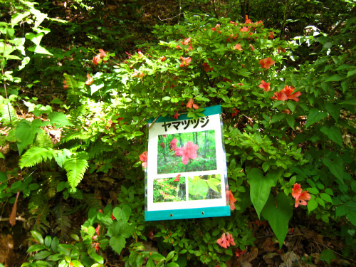 大師山（だいしやま、Mt.Daishi）標高550.3m　勝山市20130609ヤマツツジ（木々にこのような写真入りの説明書きがつりさげられてた。）頂上付近から見た勝山市街頂上