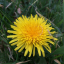 official-dandelion-posts