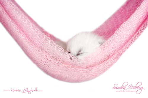 simba-iceberg:And today we want to introduce youBlue point Scottish Fold kitten (female) – Simba Ice