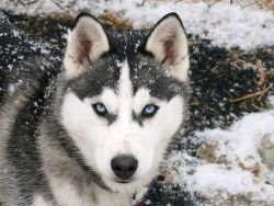 my-fuckingshit:  Alaska Husky | via Facebook on We Heart It. http://weheartit.com/entry/62821110 