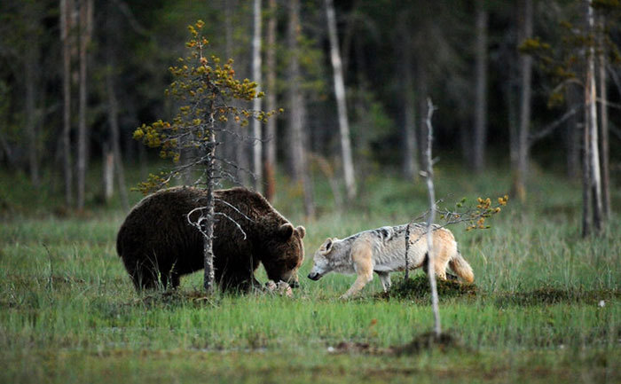 m-e-d-i-e-v-a-l-d-r-e-a-m-s:   Unusual Friendship Between Wolf And Bear  Documented