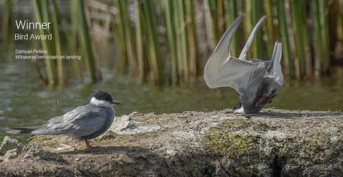Not Only Are The Comedy Wildlife Photo Award Winners All Excellent, The Banner Announcements Are Glorious