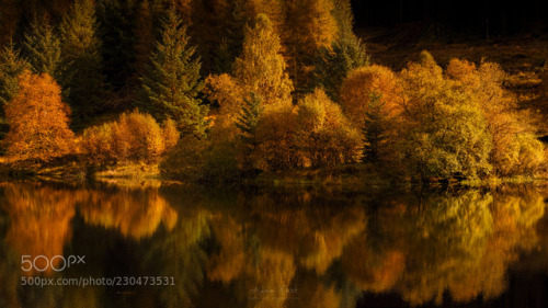 Autumn Gold by adamwestphoto